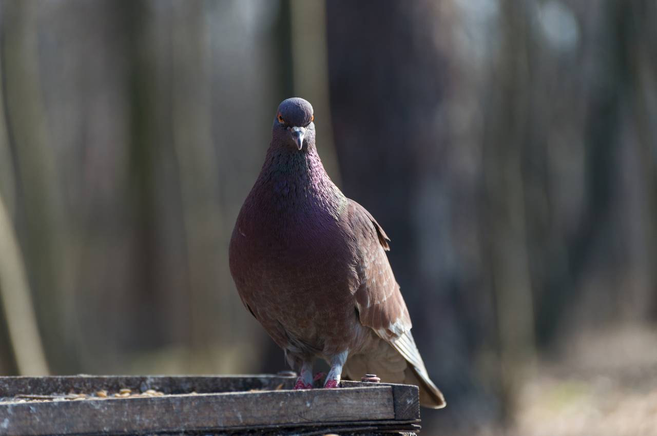 Pigeon Proof Bird Feeders: How to Keep Pigeons Away from Your Garden